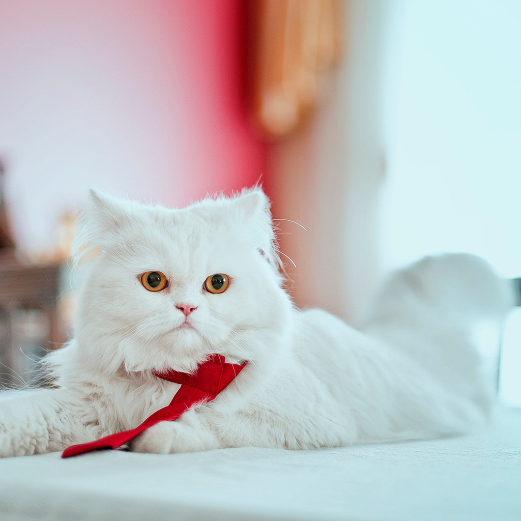 persian cat wallpaper hd 4k phone