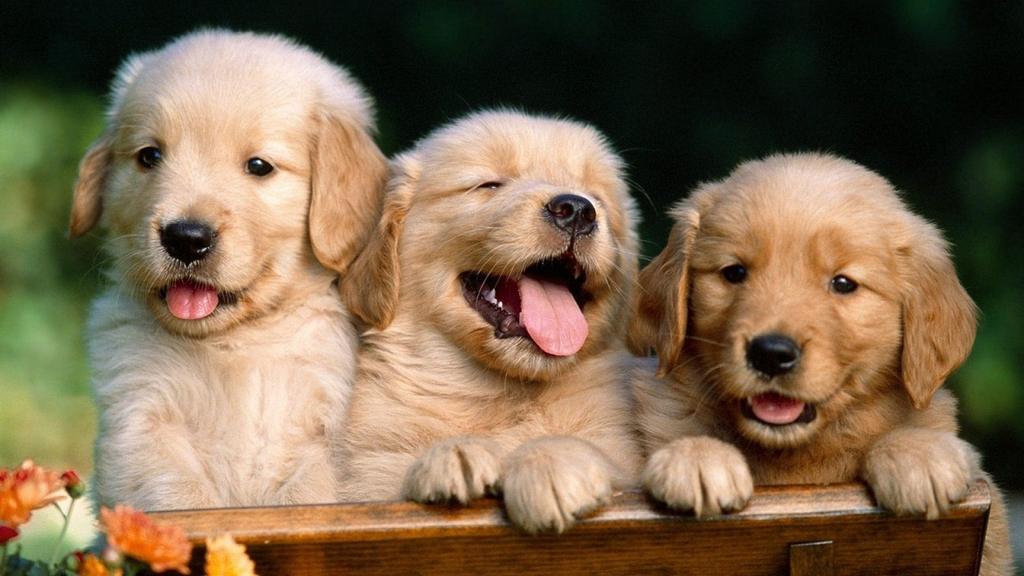 Download Cute baby dog, Cute, Baby, Dog Wallpaper in 1024x576 Resolution