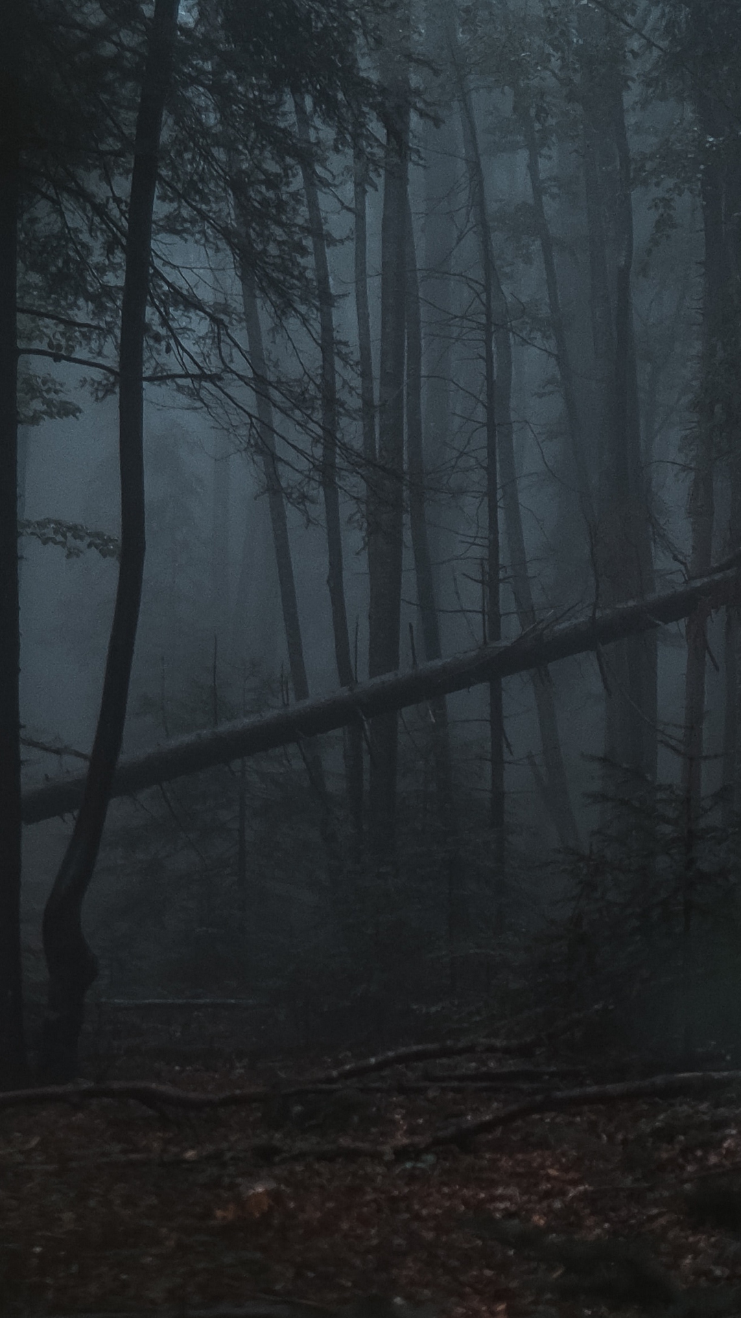 Download Dark forest, Gloomy, Forest Wallpaper in 1080x1920 Resolution