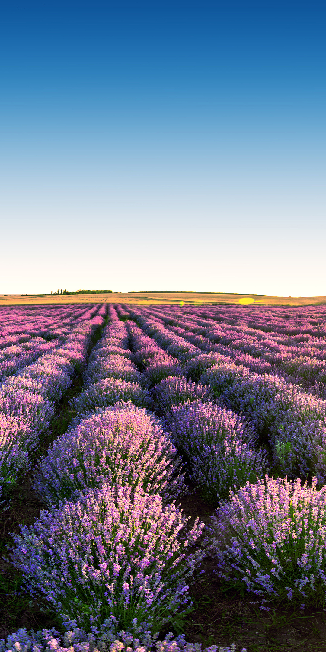 Lavender Field Photos Download The BEST Free Lavender Field Stock Photos   HD Images