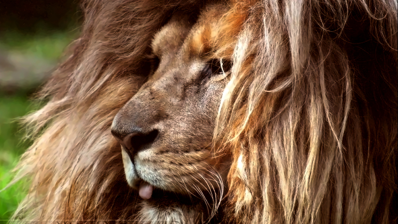 Download A lion, Lion Wallpaper in 1366x768 Resolution
