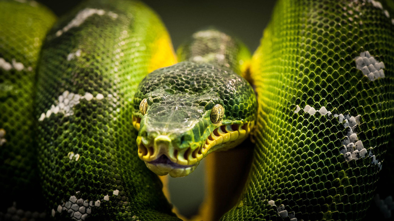 1366x768 Python 1366x768 Resolution HD 4k Wallpapers, Images