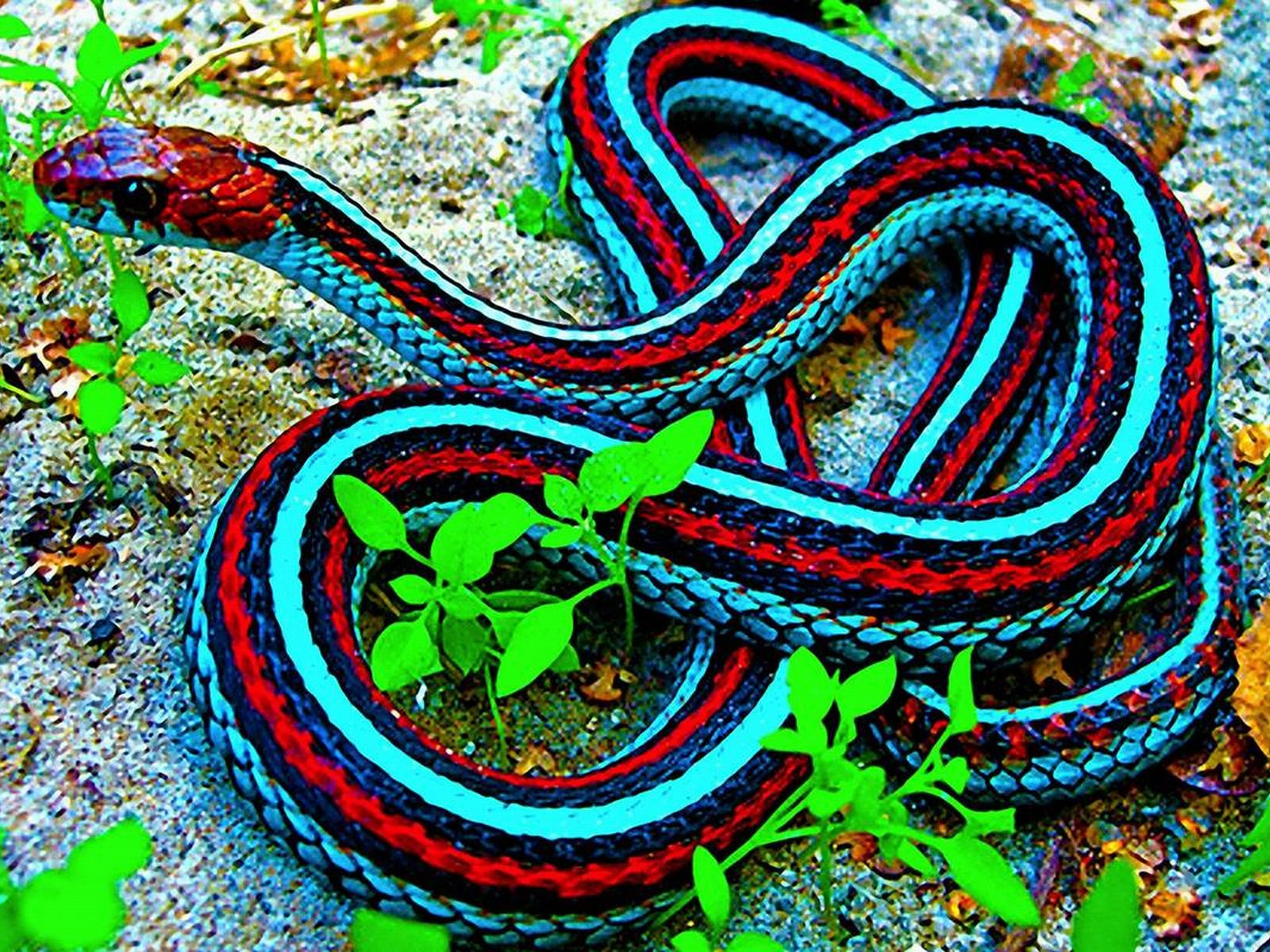 Neon Snake blue by TheDevinciOfOurTime  Snake wallpaper Neon wallpaper  Beautiful nature wallpaper