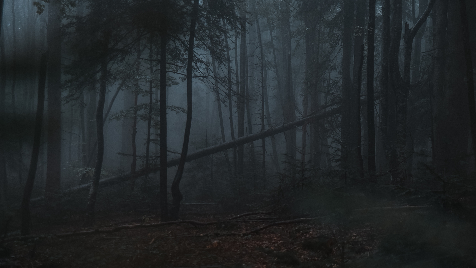 Download Dark forest, Gloomy, Forest Wallpaper in 1920x1080 Resolution