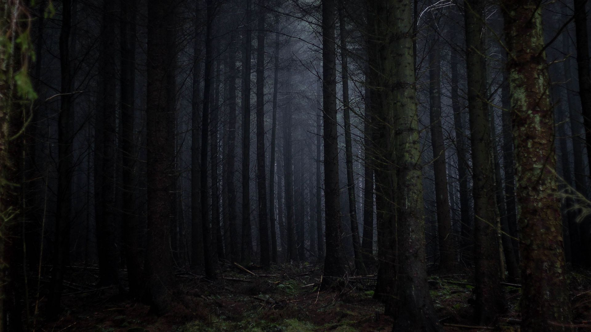 Download Beautiful Dark Forest, Beautiful, Dark, Forest Wallpaper in  1920x1080 Resolution