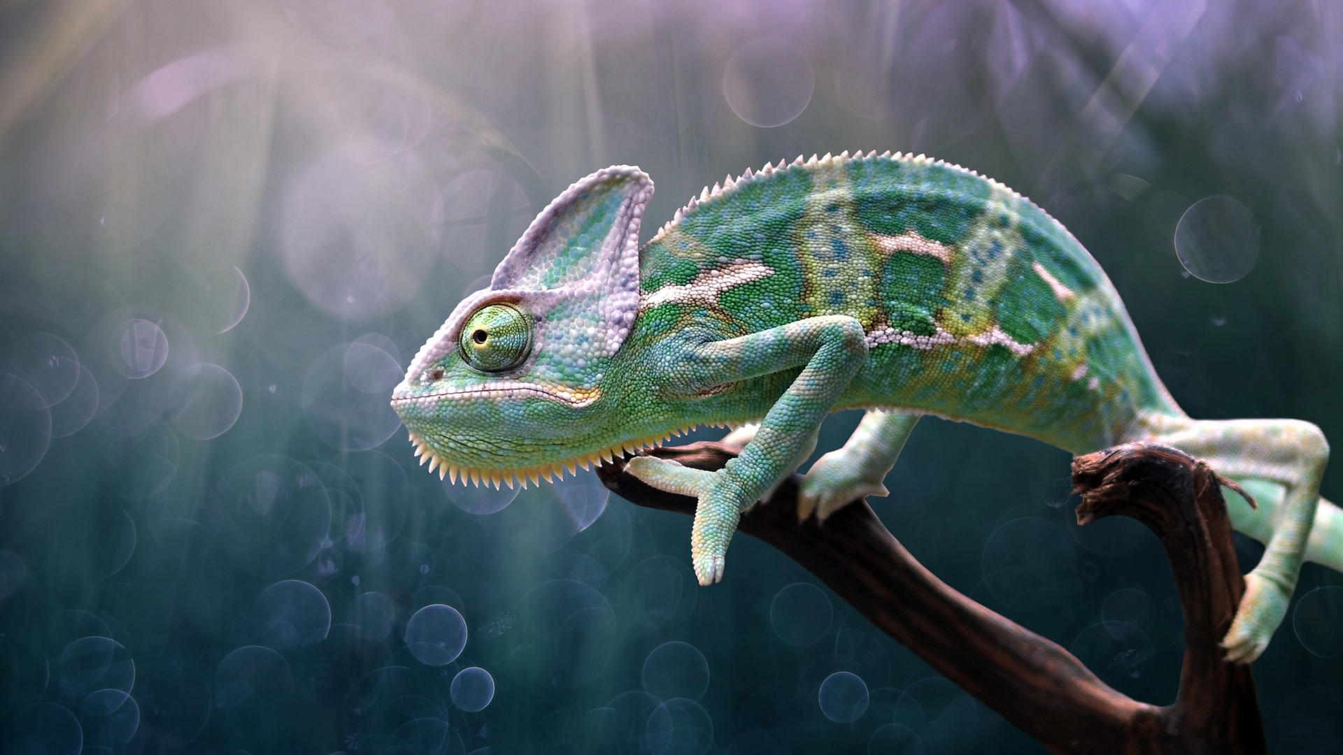 Colorful Chameleon Wallpaper