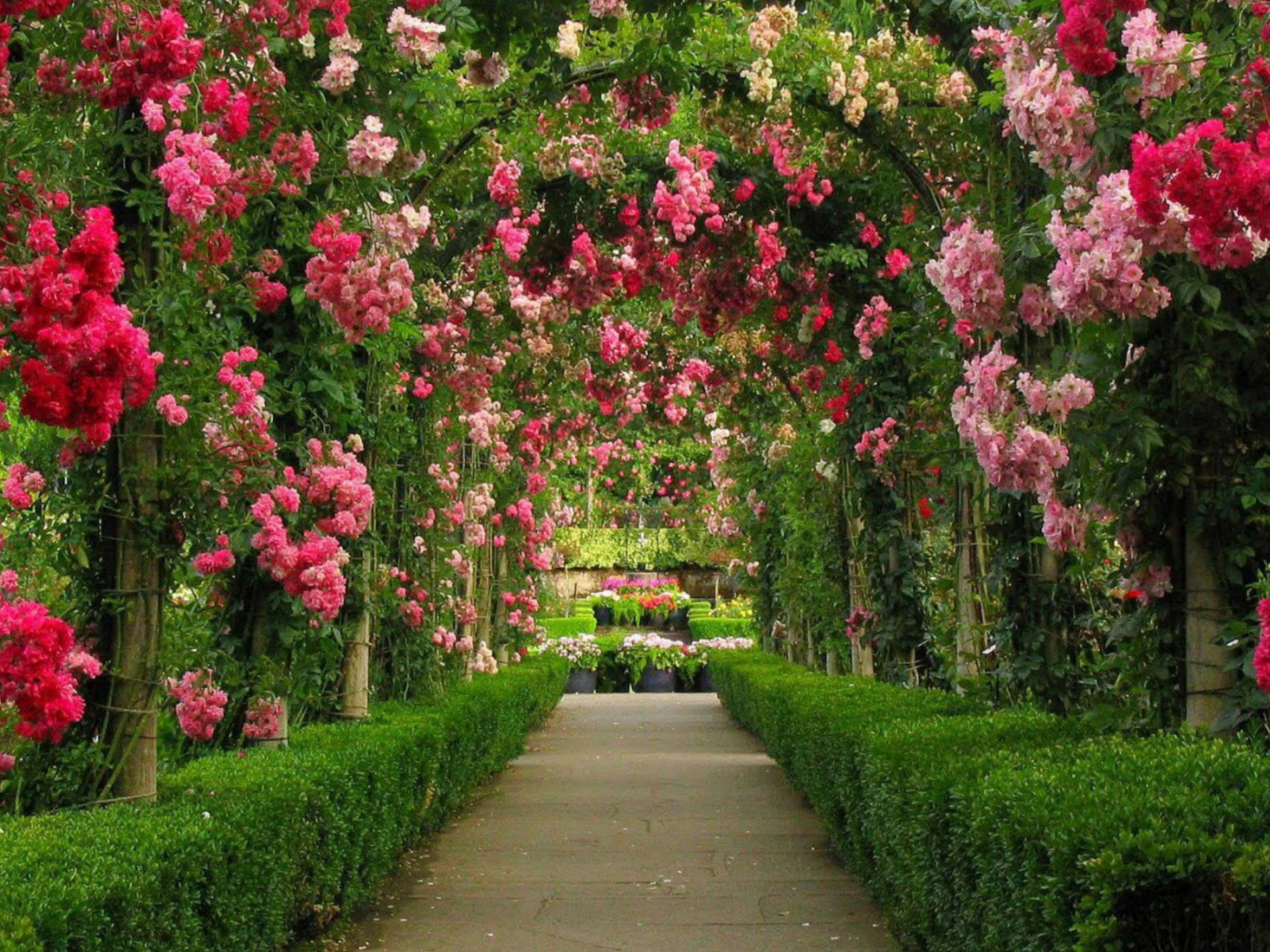Download Flower Lined Garden Path, Flower, Lined, Garden, Path Wallpaper in  1920x1440 Resolution
