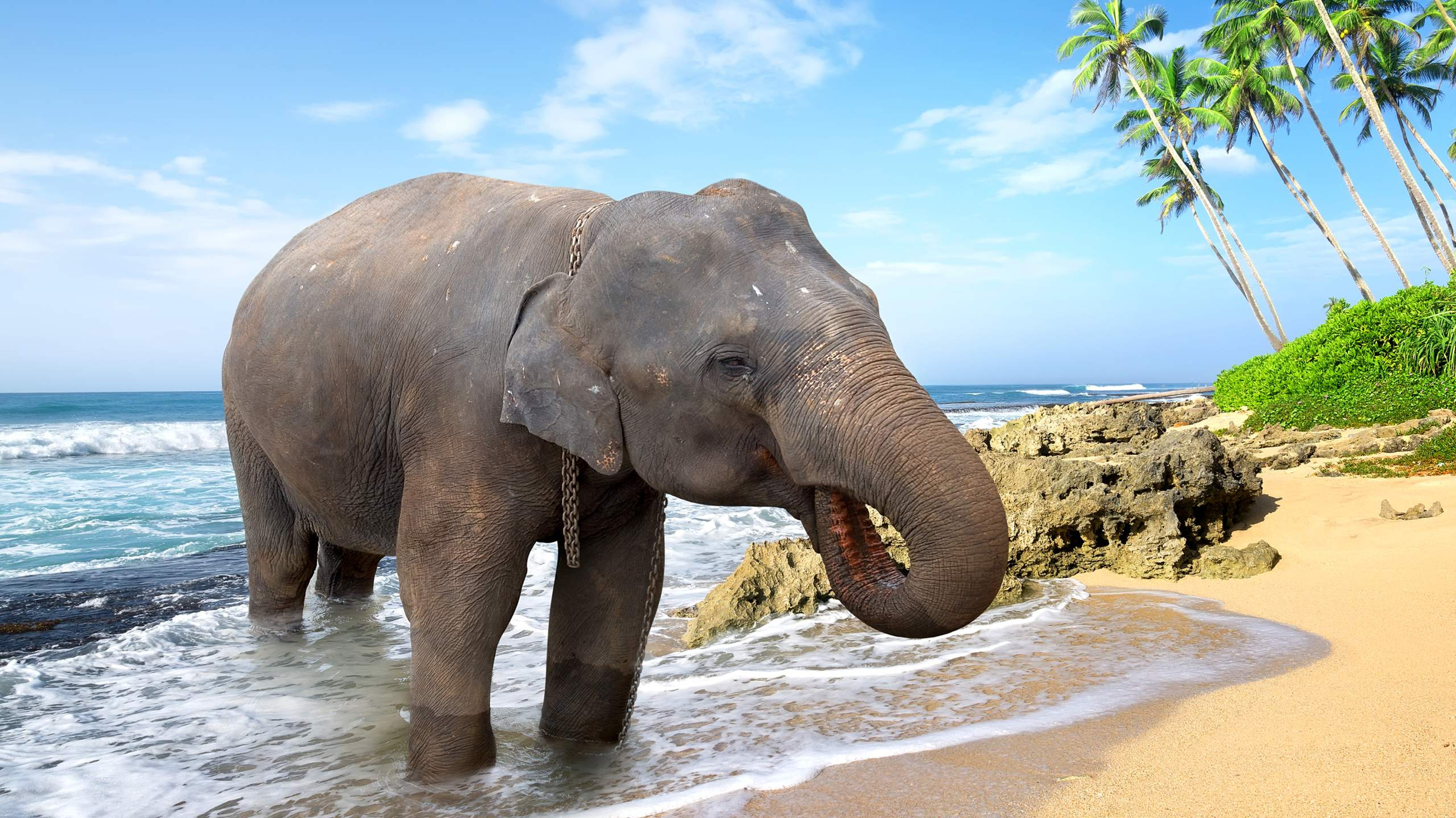 happy elephant on beach