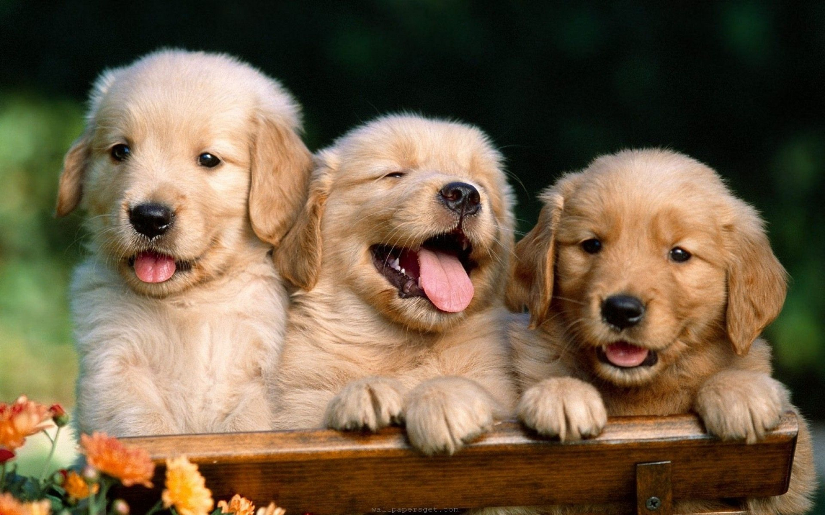 cute baby puppies wallpaper