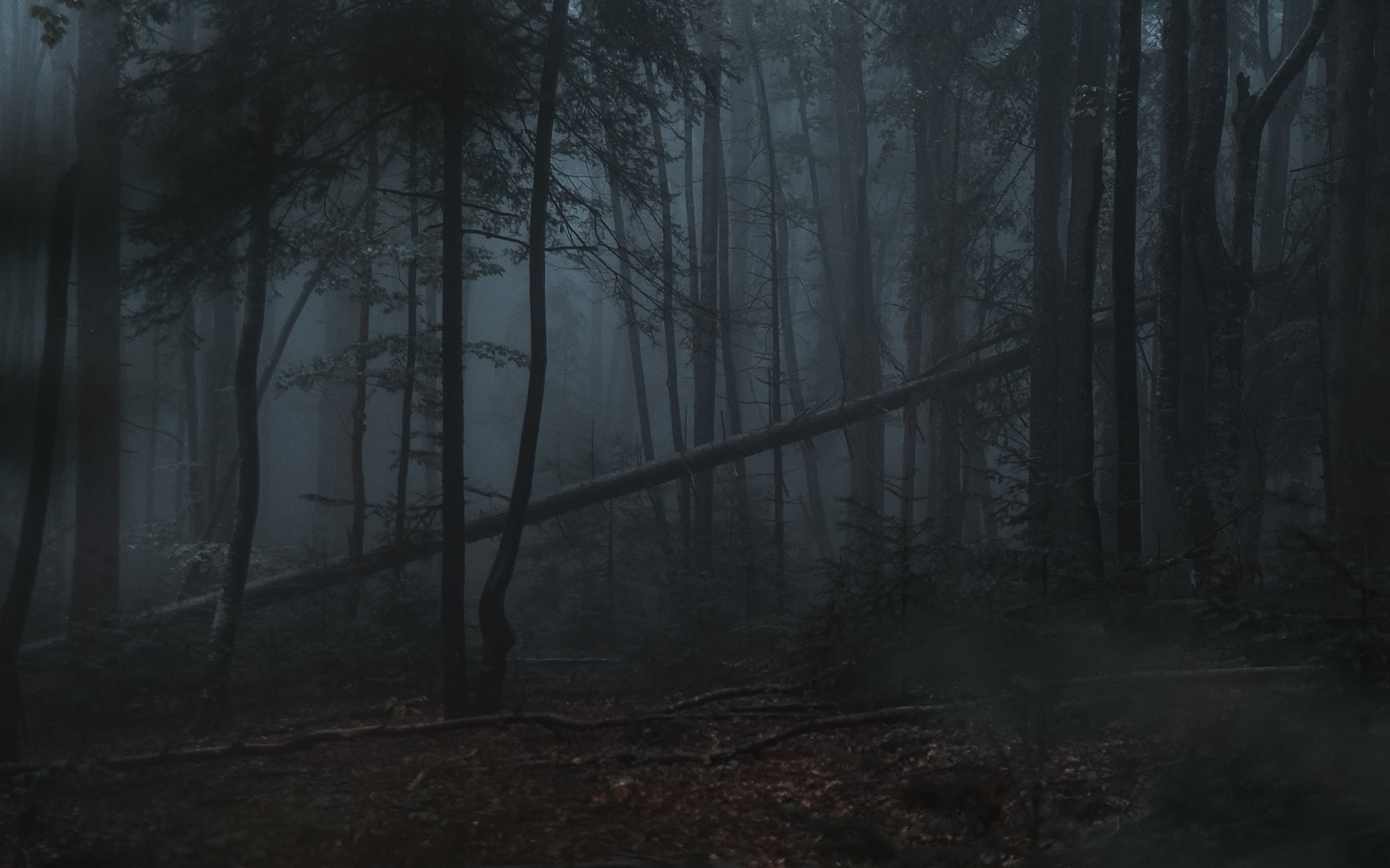 Dark Forest IPhone Wallpaper (74+ images)