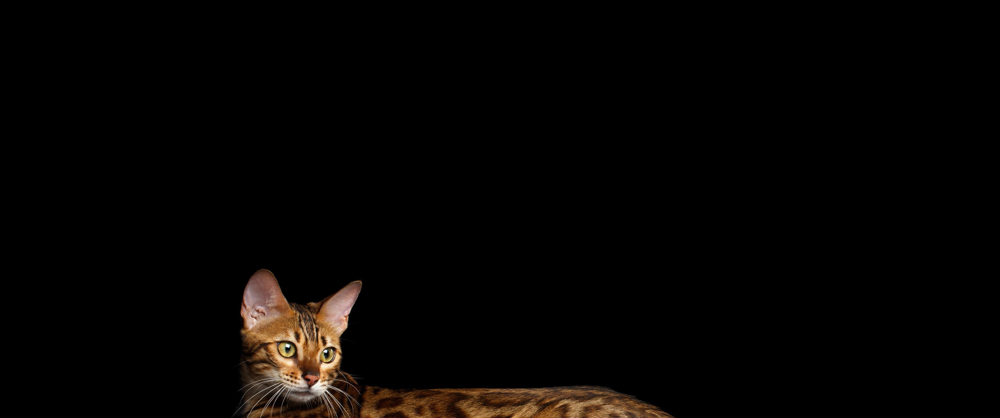 Mèo Bengal là một loài mèo siêu đáng yêu, đặc biệt với bộ lông nâu đốm đặc trưng. Đối với những ai yêu động vật, hình ảnh mèo Bengal trên nền đen sẽ là món quà thật sự đáng để xem.