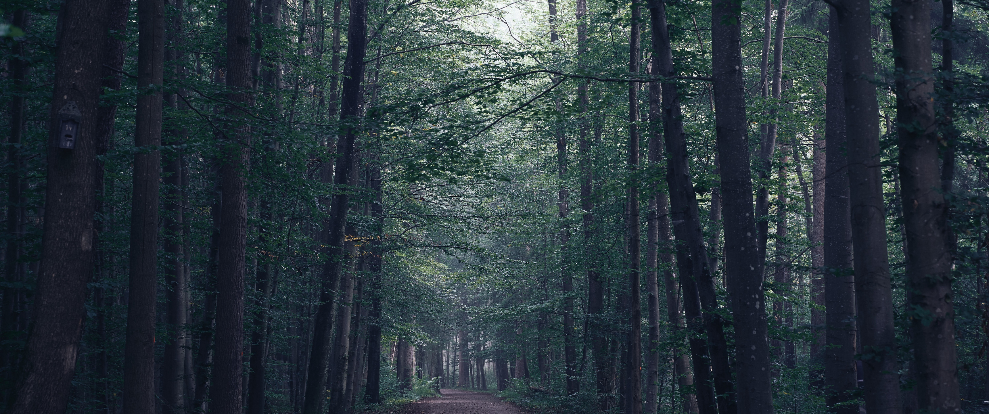 Những hàng cây rợp bóng trên đường rừng, tiếng chim hót râm ran cùng với tán lá xanh tươi biết mấy, sẽ đưa bạn xuyên suốt một không gian ngập tràn thiên nhiên. Với giấy dán tường hình ảnh rừng, bạn sẽ được thổi bớt những hơi thở phải, những lo toan trong cuộc sống, cùng với đó là sự thoải mái đầy thoải mái khi tự do tận hưởng một không gian xanh mát.