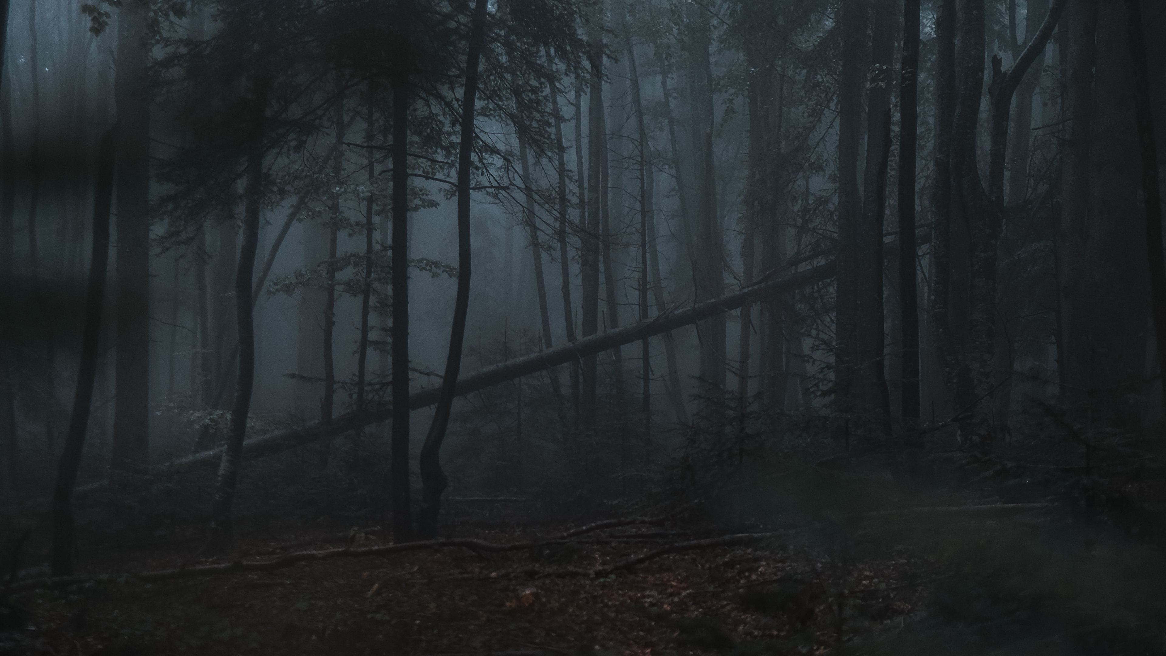 Download Dark forest, Gloomy, Forest Wallpaper in 3840x2160 Resolution