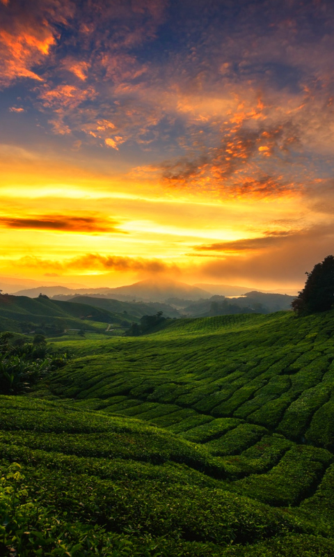 Download Tea plantation, Sky, Sunset, Hills, Nature Wallpaper in 480x800  Resolution