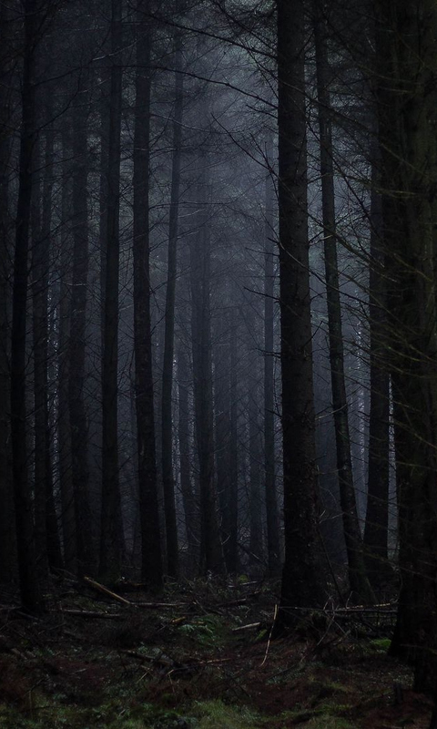 Download Beautiful Dark Forest, Beautiful, Dark, Forest Wallpaper in  480x800 Resolution