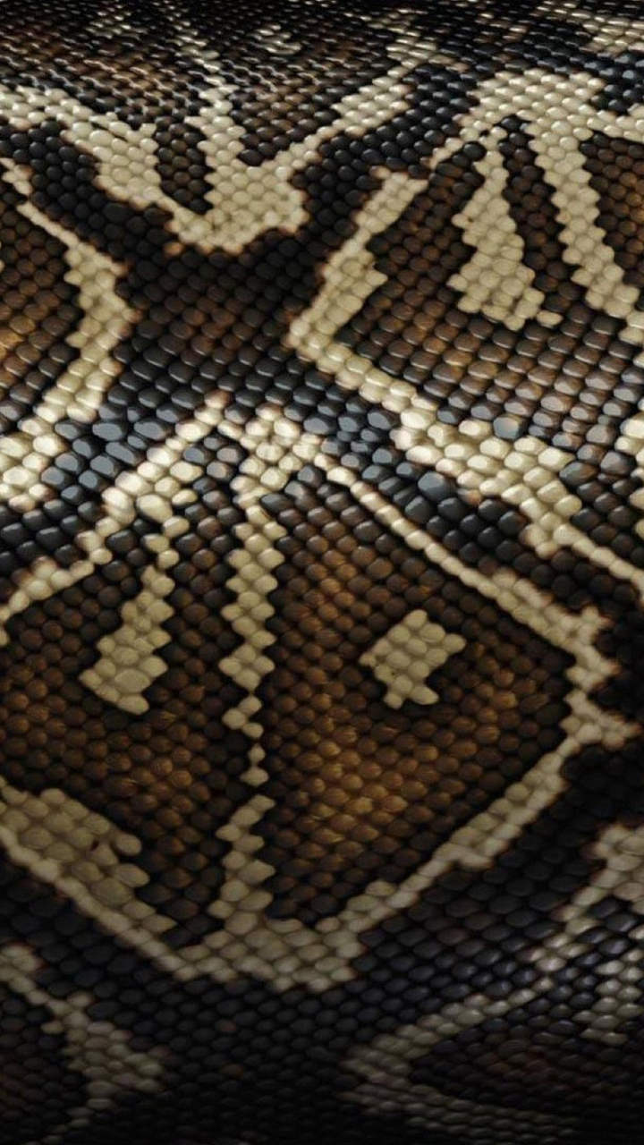Python Skin Wallpaper