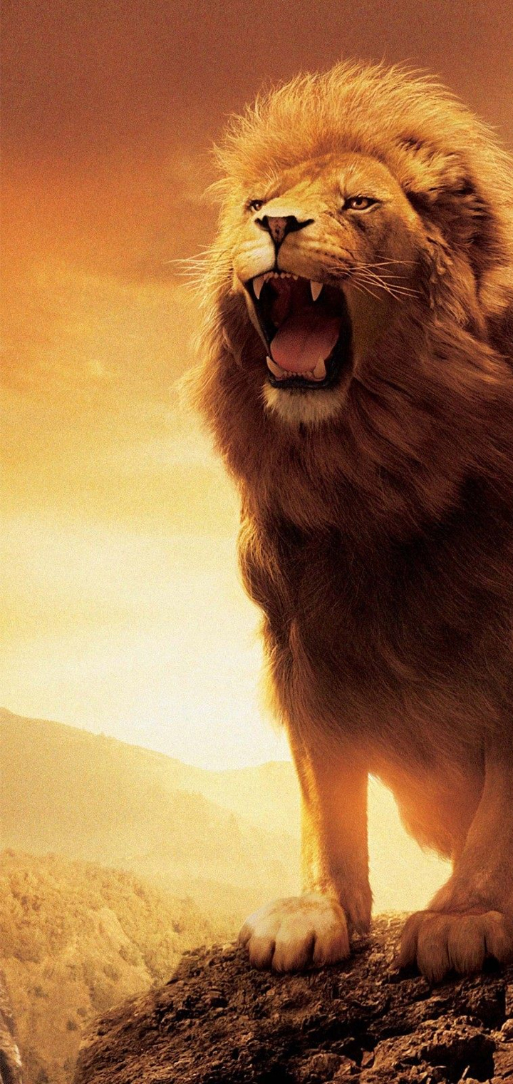 Narnia lion aslan HD wallpapers