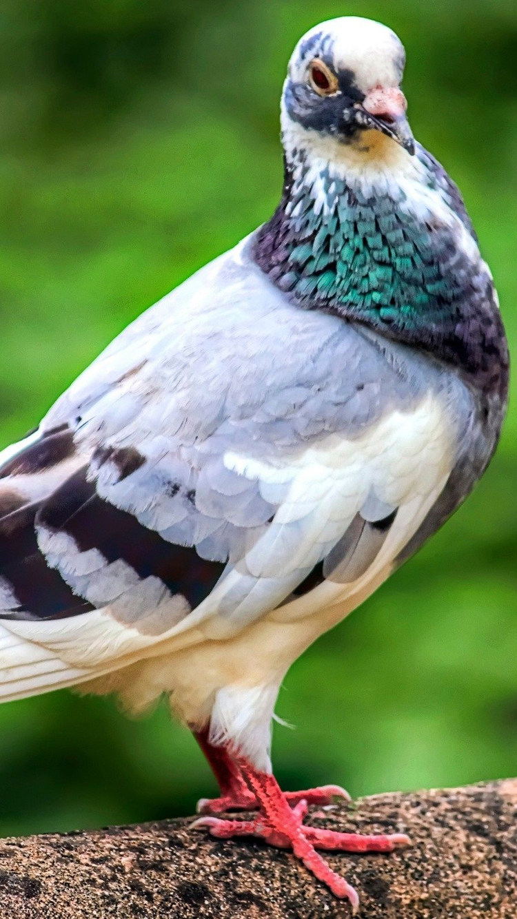 Download Beautiful pigeon, Beautiful, Pigeon Wallpaper in 750x1334  Resolution