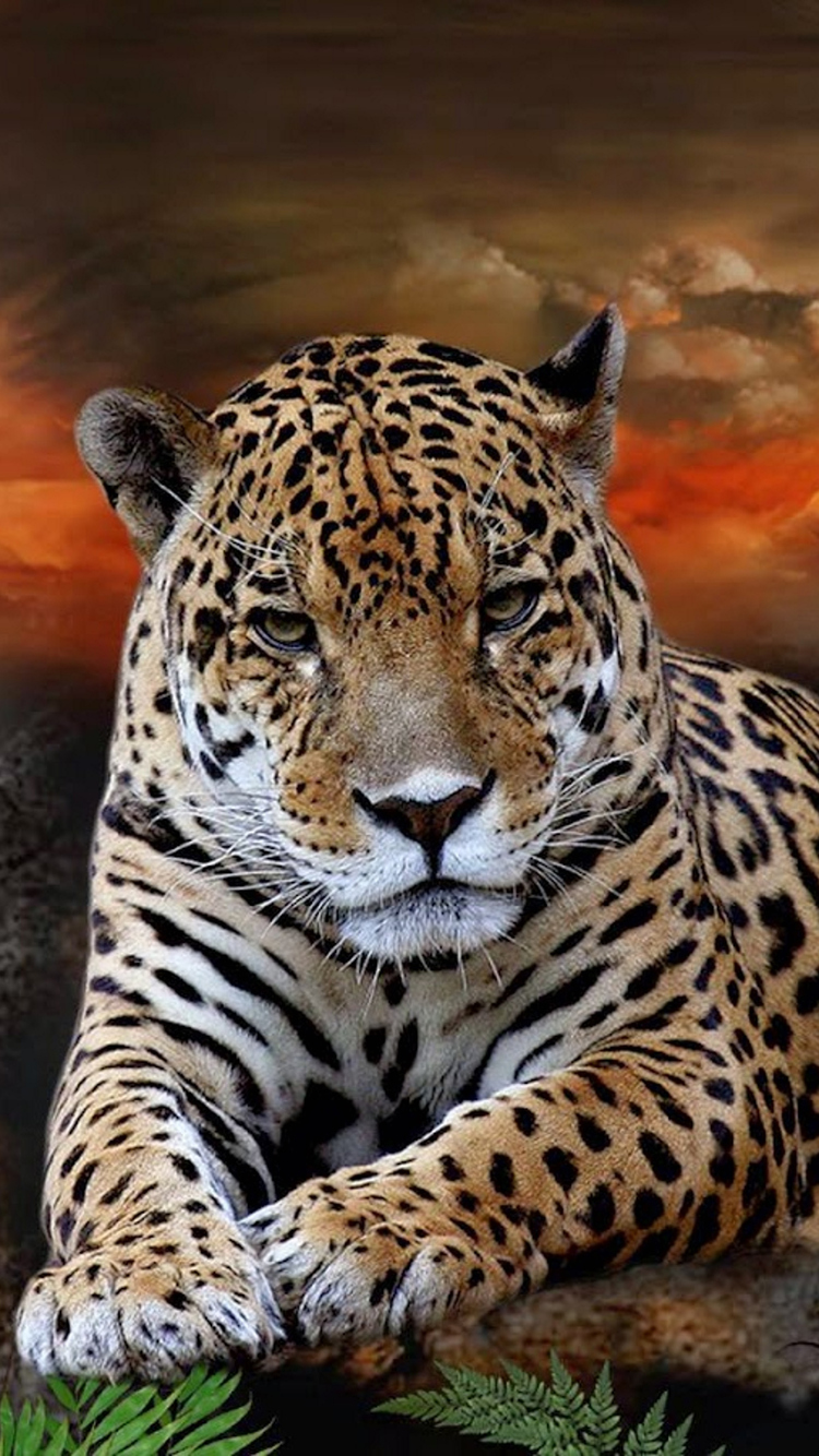 Jaguar Predator Eyes  iPhone Wallpapers