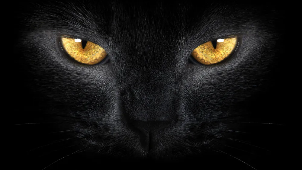 Обои Black Cat Face and Eyes 1024x1024