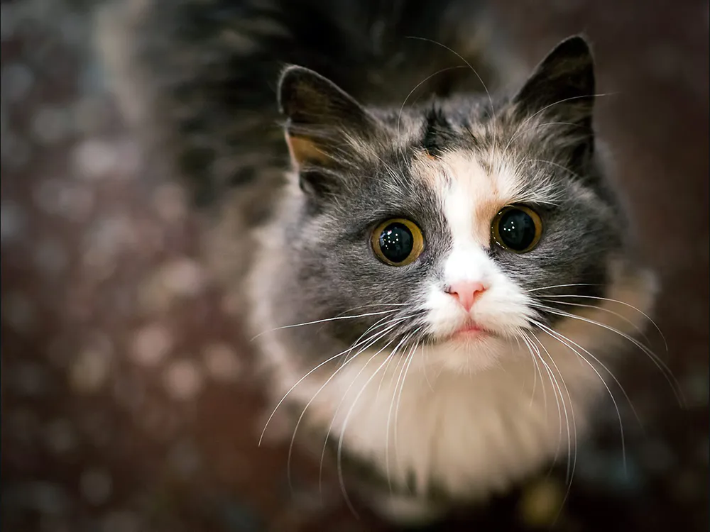 Wallpaper Cat face cute 240x400