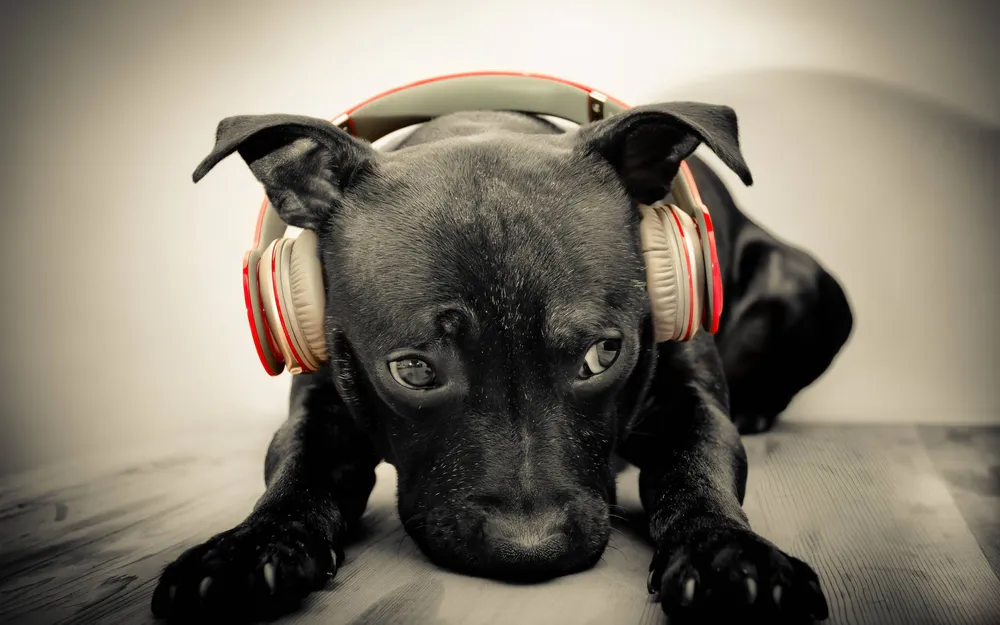 Обои Cute Black Puppy Headphones Music 1400x1050