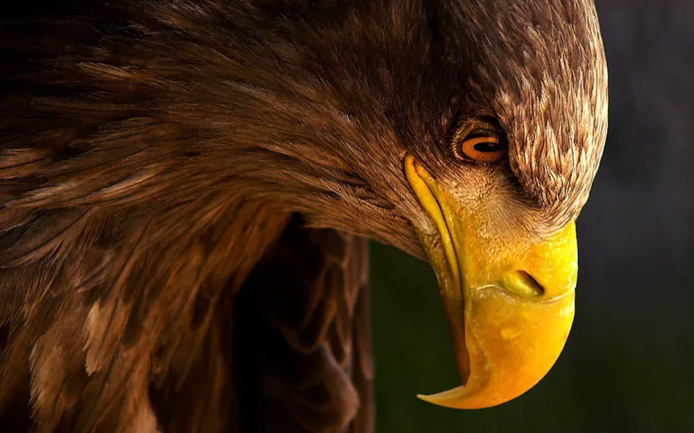 Обои Eagle Head 1440x900