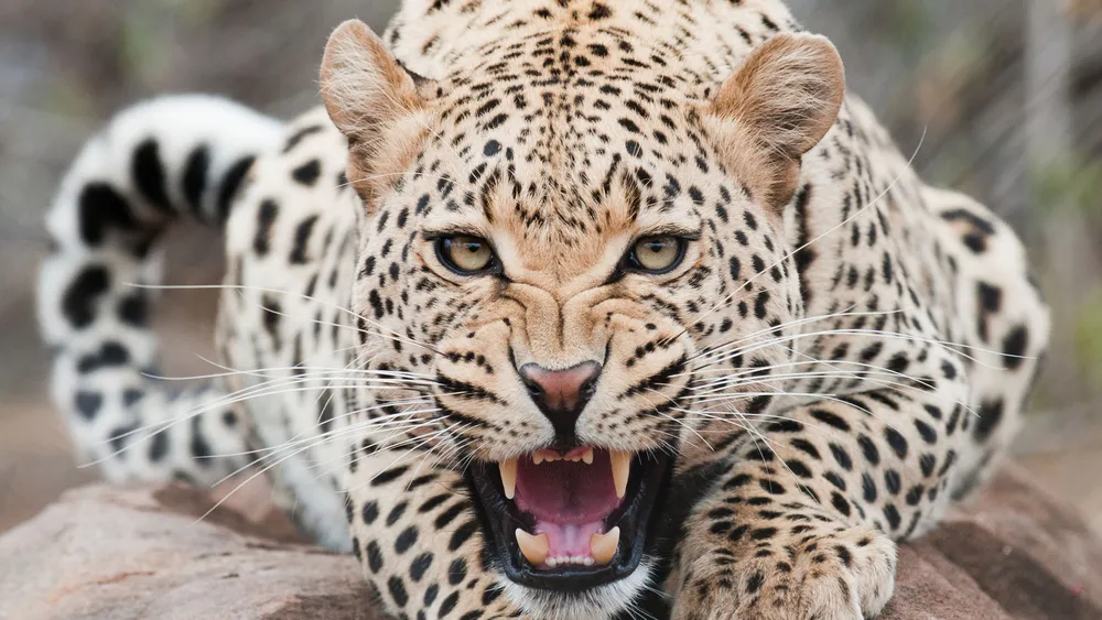 Обои Leopard Predator Face Teeth Aggressive 1024x768