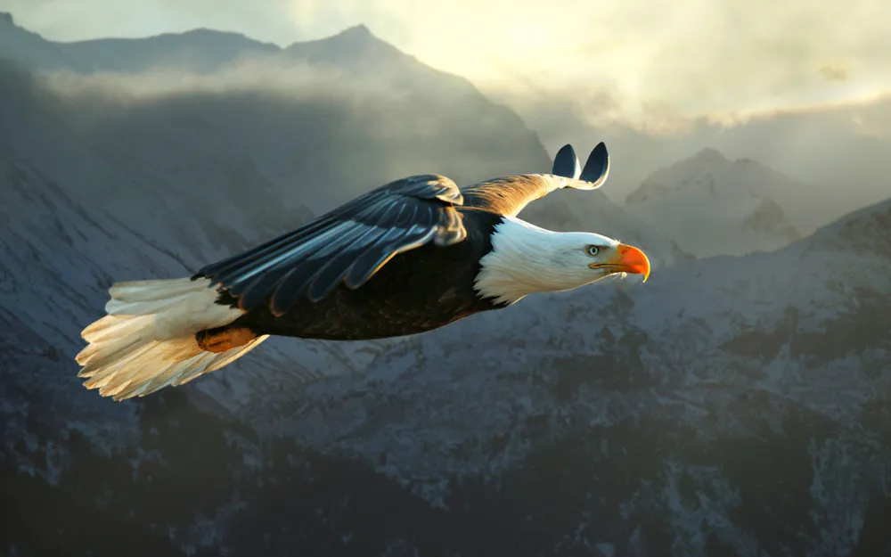 Обои Mountain Eagle Flying 640x960