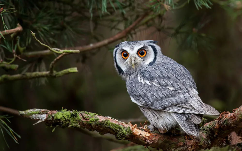 Обои Northern White Faced Owl 2400x1350