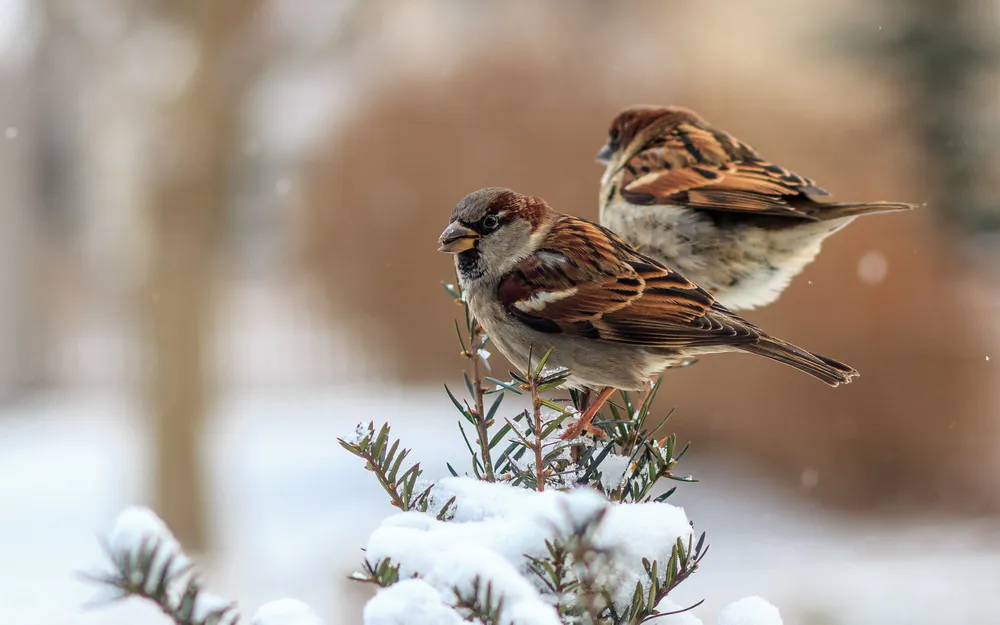 Обои Sparrows Winter Birds 640x1136