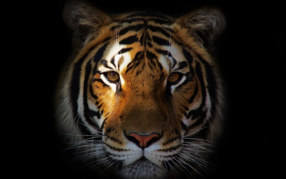 Обои Tiger Face 2560x1440