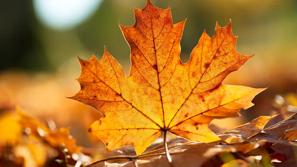 Обои Autumn Maple Leaf 1024x576
