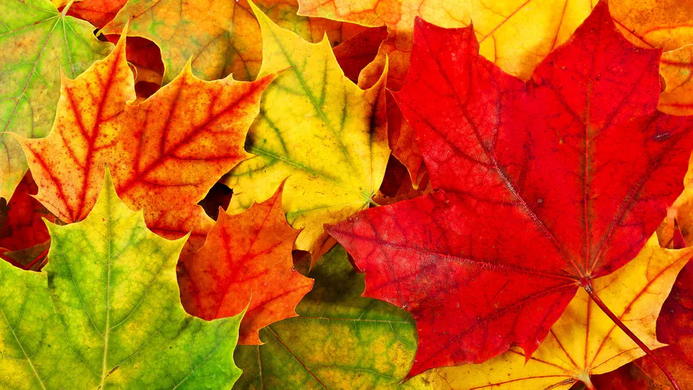 Обои Autumn Maple Leaves 1920x1080