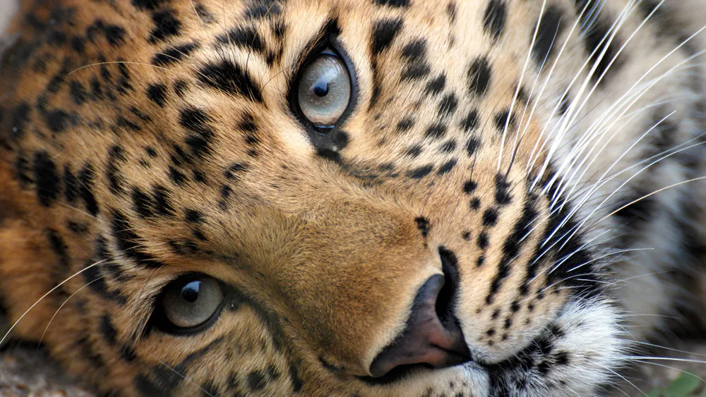 Wallpaper Cute Leopard Face 1440x1080