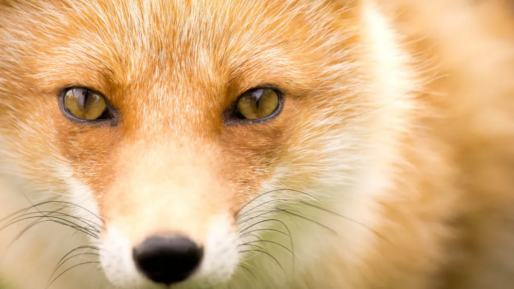 Обои Face of Fox 1920x1440