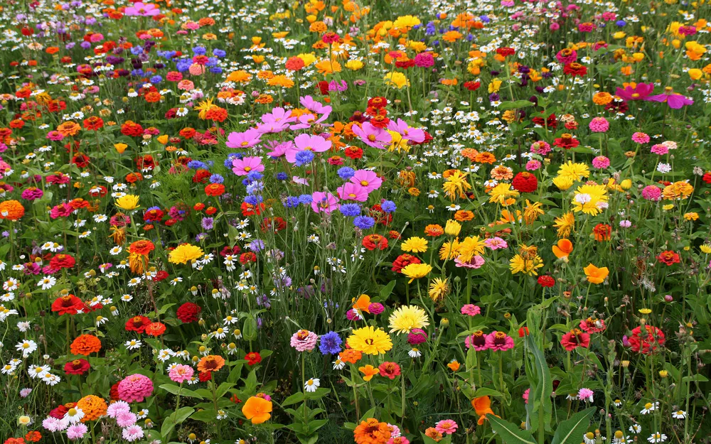 Обои Flower Field Multicolor 2560x1024