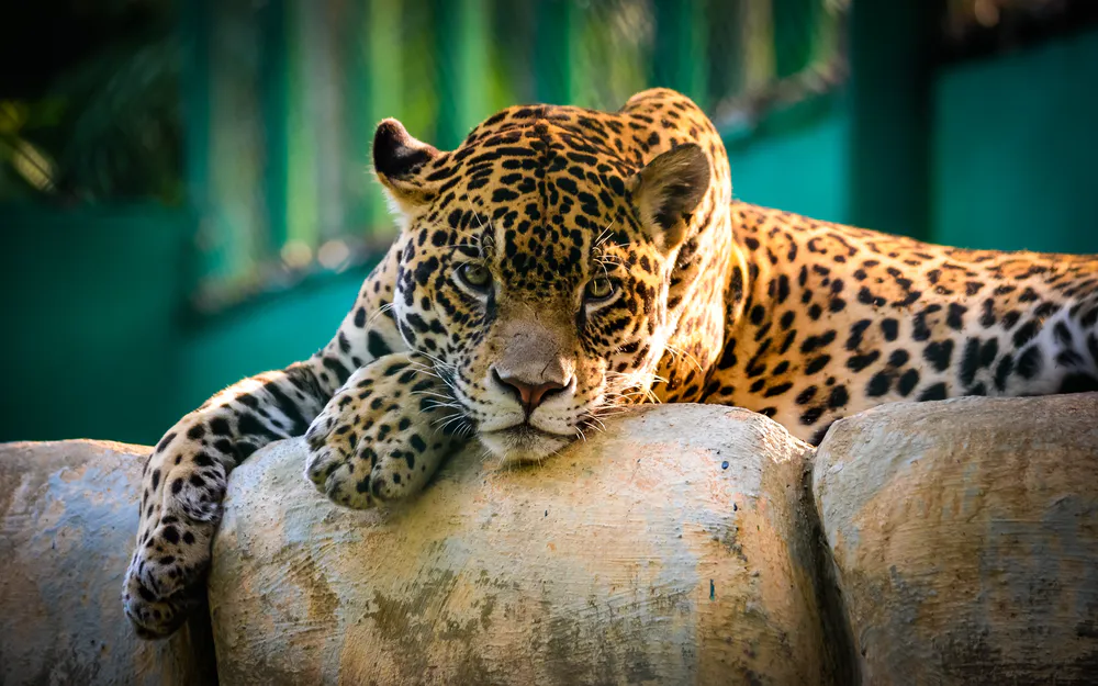 Обои Jaguar Mexico 2048x1536