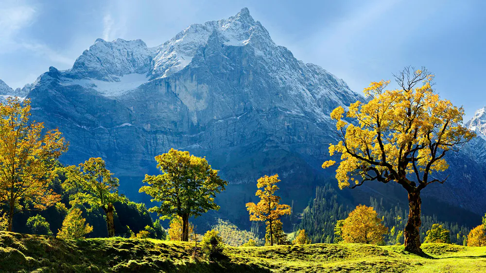 Обои Maple Trees Snow Mountains Austria 640x960