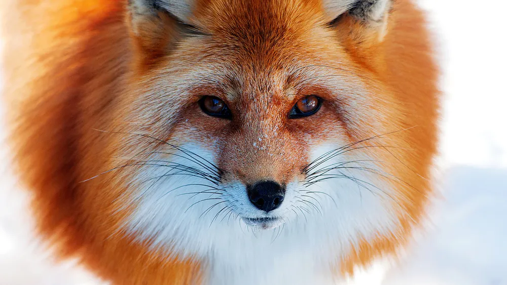 Обои So Cute Fox Face 640x960