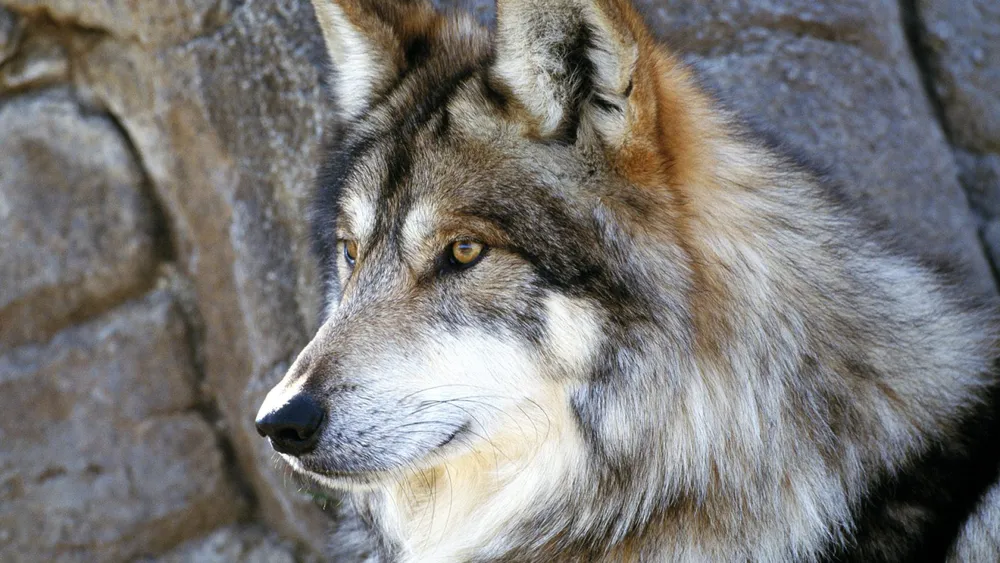 Обои Wolf Face 1152x864