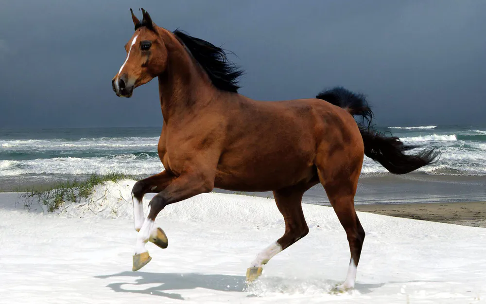 Обои Horse On The Beach 240x320