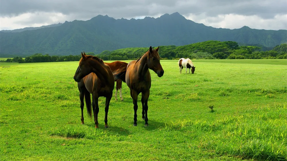 Обои Horses Green Grass 1280x720