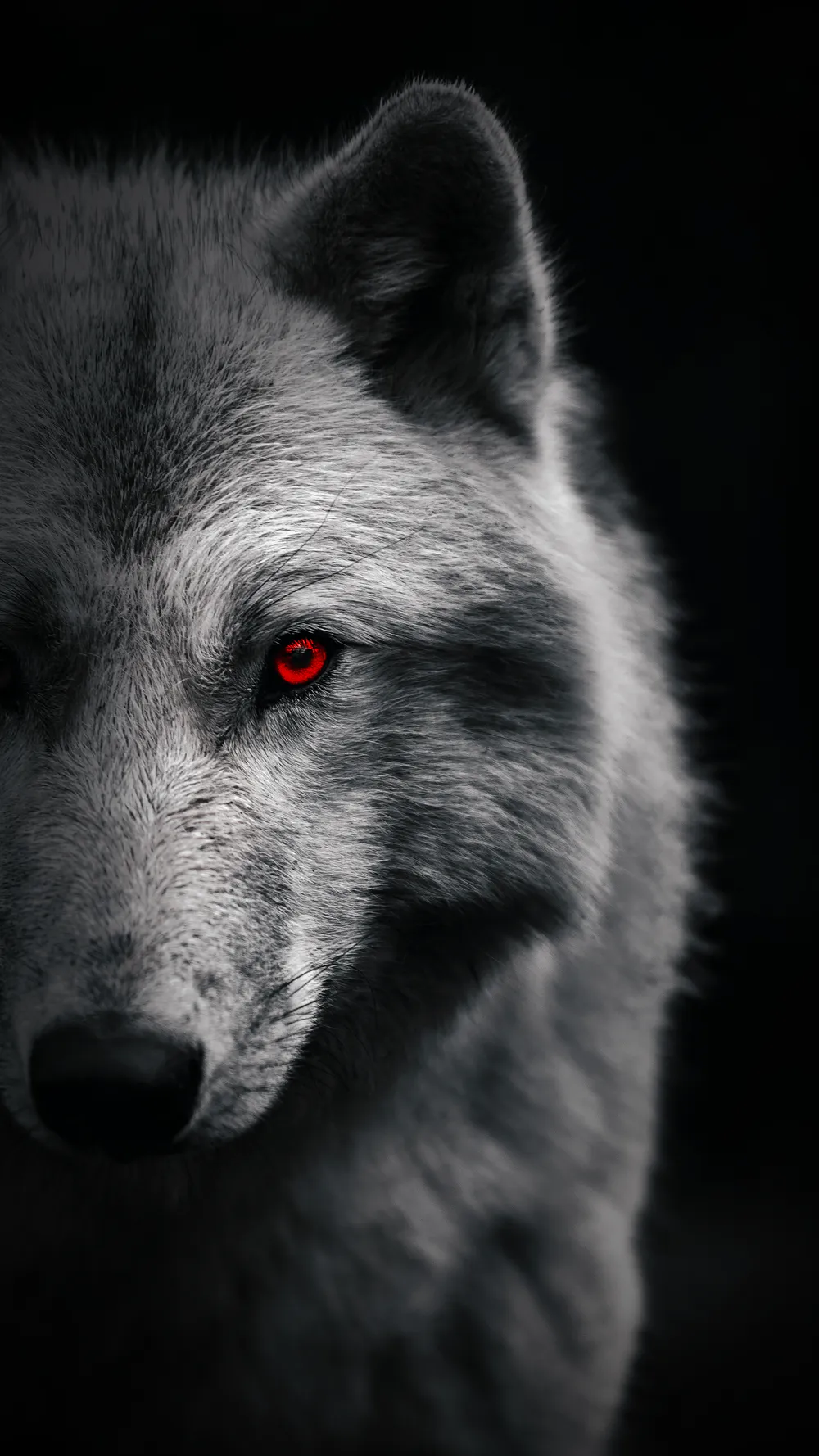 Wallpaper Wolf 2048x1152