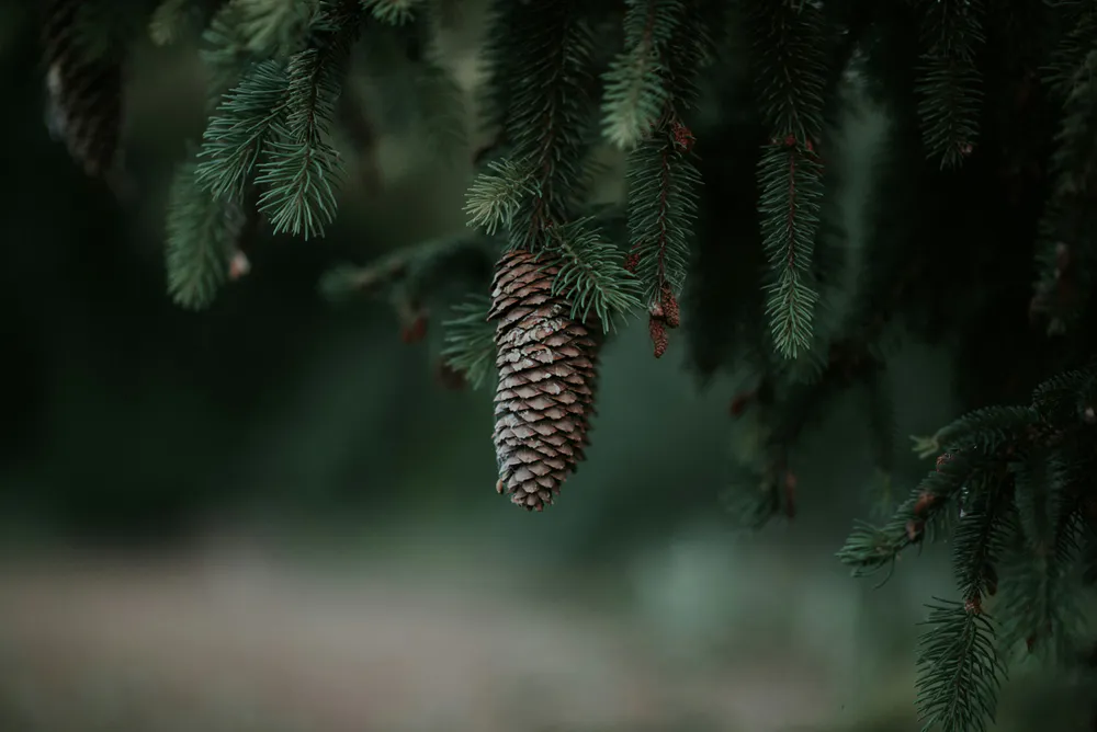 Wallpaper Christmas tree cone 1170x2532