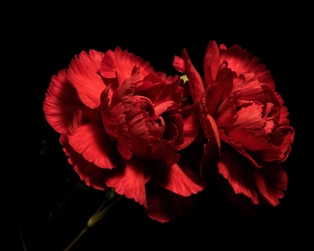 Wallpaper Red carnations 3440x1440