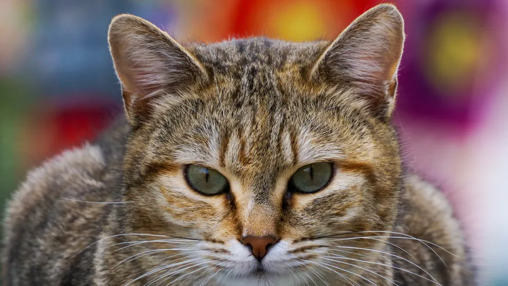 Wallpaper Cat 1080x1920
