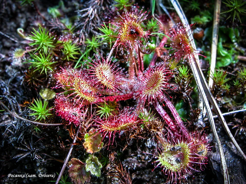 Wallpaper Sundew 2400x1350