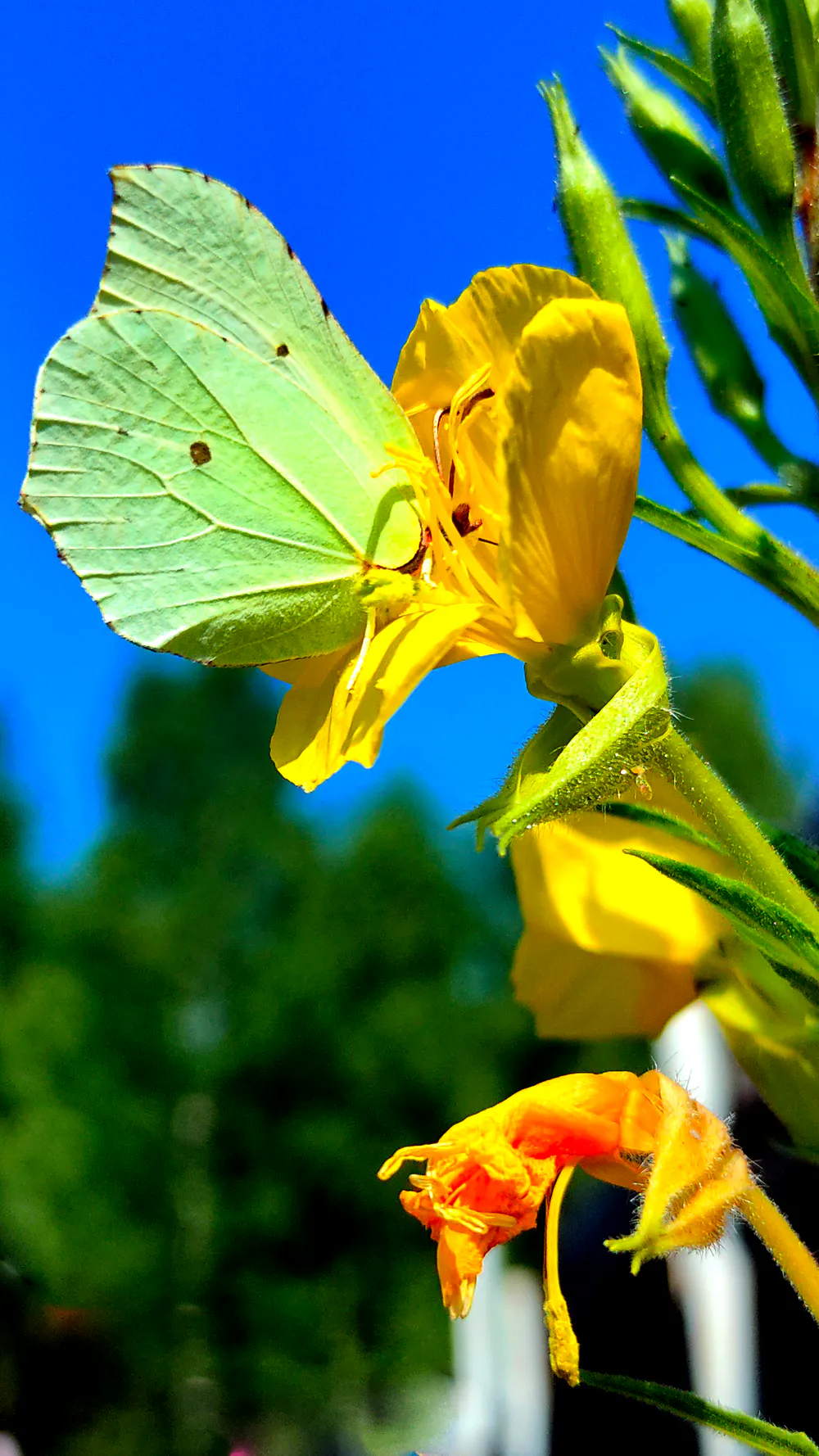 Wallpaper A butterfly on a donkey 2048x1152