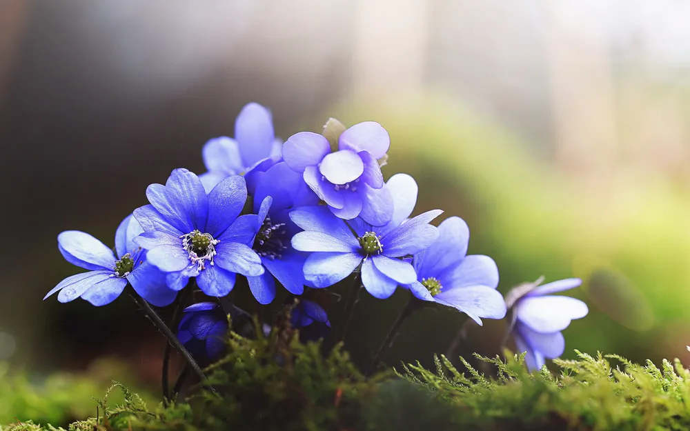 Wallpaper Violet flowers 1920x1080